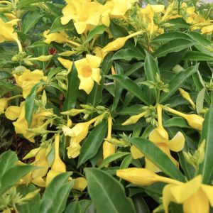 Allamanda 'Golden Butterfly'