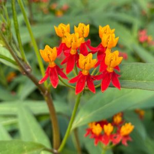 Asclepias Curassavic 'Milkweed Red'