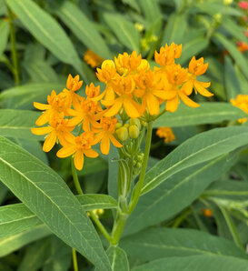 Asclepias Curassavic 'Milkweed Yellow'
