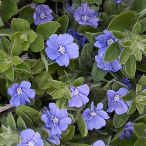 Evolvulus Glomeratus 'Beach Bum Dwarf'