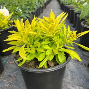 Alternanthera 'Chartreuse'