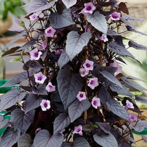 Sweet Potatoes Ipomoea 'Black Heart'