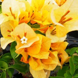 Bougainvillea 'Gold'