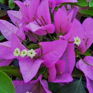 Bougainvillea 'Singapore Pink / Silouette Lilac'