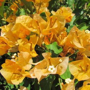 Bougainvillea 'California Gold'