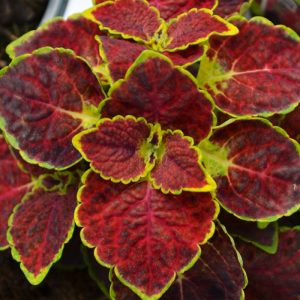 Coleus 'Dipt In Wine'
