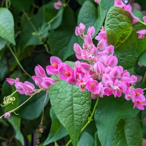 Antigonon leptopus 'Coral Vine Pink'