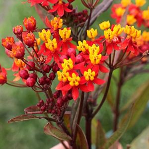 Asclepias Curassavic 'Milkweed Silky Red'