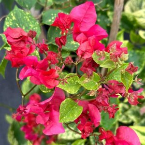 Bougainvillea 'Double Red'
