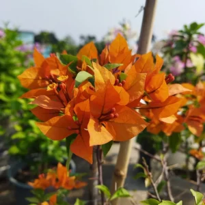 Bougainvillea 'Fire Opal'