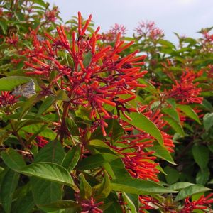 Hamelia Patens 'Mexican Firebush'