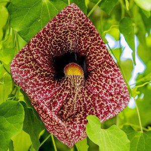 Aristolochia Gigantia 'Dutchman's Pipe'