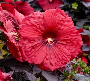 Hibiscus Moscheutos 'Mimi'