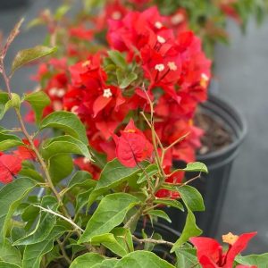 Bougainvillea 'Flame'