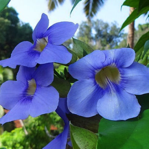 Thunbergia 'Grandiflora'