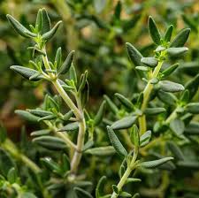 Thyme 'English'