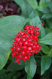 Pentas Lanceolata 'Ruby Glow'