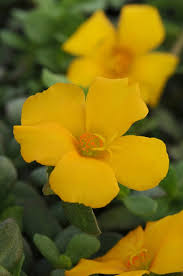 Portulaca 'Jumbo Yellow'