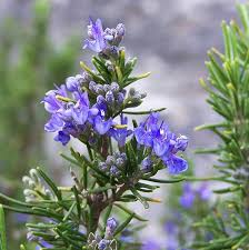 Rosemary 'Tuscan Blue'
