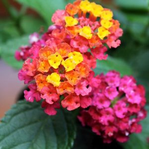 Lantana Camera 'Irene'