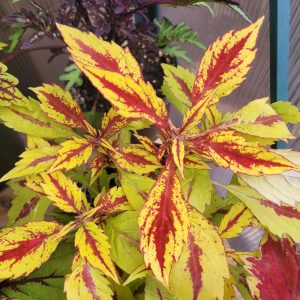 Coleus 'Pineapple'