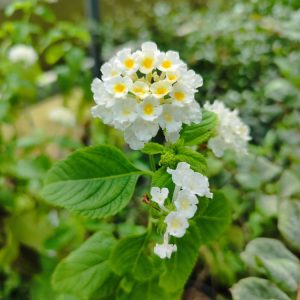 Lantana Camera 'Silver Mound'
