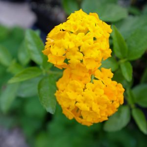 Lantana Camera 'New Gold'