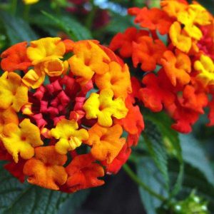 Lantana Camera 'Radiation'