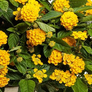 Lantana Camera 'Chapel Hill Gold'