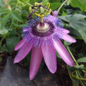 Passiflora 'Lady Lavender'