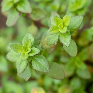 Thyme 'Lemon'