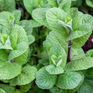 Mint 'Mojito'