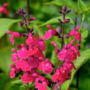 Salvia 'Faye Chapell'