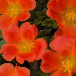 Portulaca 'Tangerine'