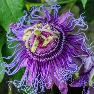 Passiflora 'Incense'