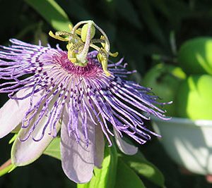 Passiflora 'Maypop Incarnata'