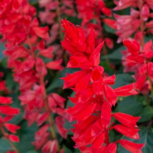 Salvia 'Brazilian Red'