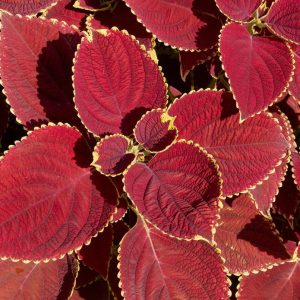 Coleus 'Red Coat'