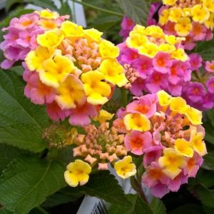 Lantana Camera 'Pink Caprice'