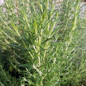 Rosemary 'Arp'