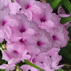Ruellia 'Katie's Dwarf Pink'