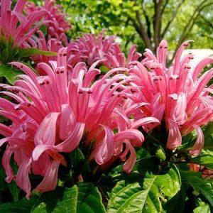 Justicia Carnea 'Jacobina Pink'