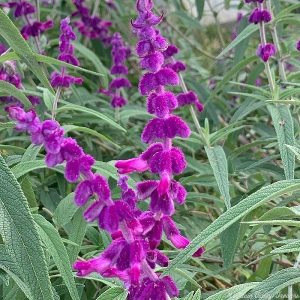 Salvia 'Mexican Sage'