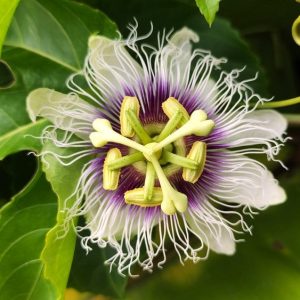 Passiflora 'Purple Possum edulis'