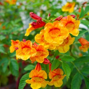 Tecoma Stans 'Orange'