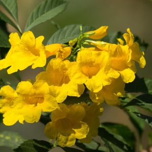 Tecoma Stans 'Yellow Bells'