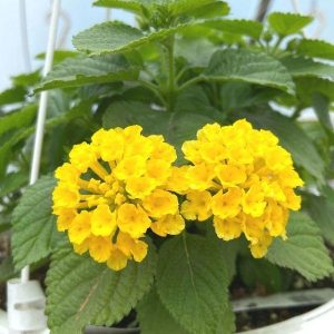 Lantana Camera 'Chapel Hill Yellow'